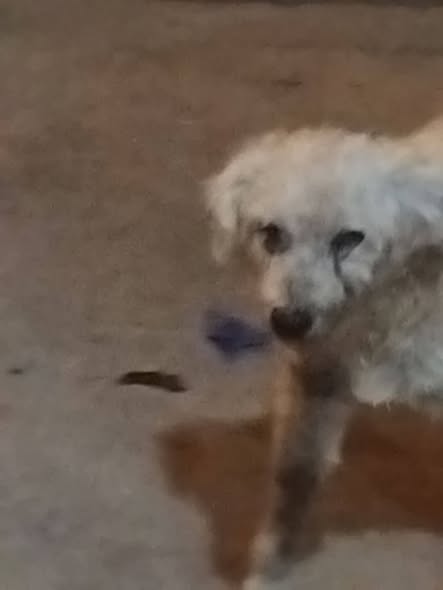 Chien à adopter