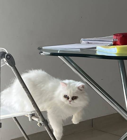 Chat à adopter