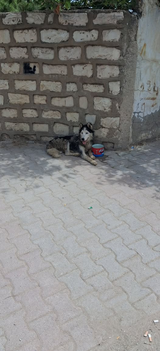 Chien à adopter