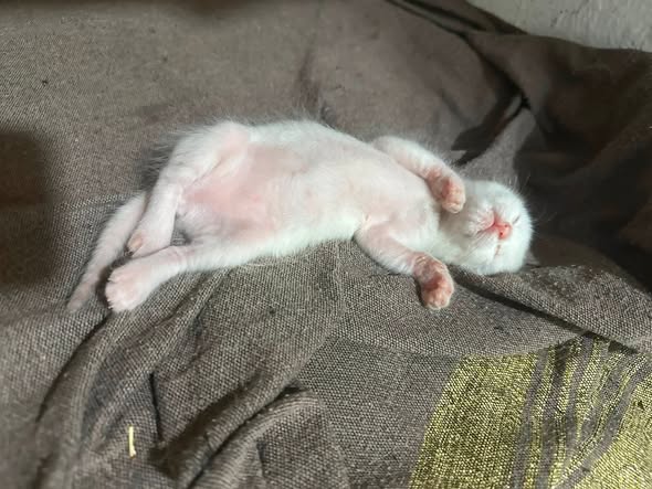Chat à adopter