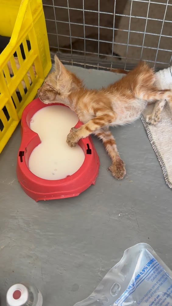 Chat à adopter