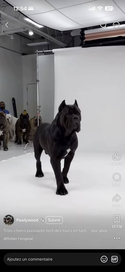 Pawlywood