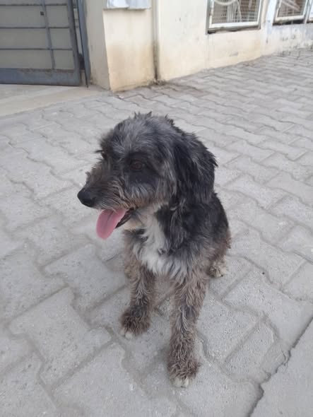Chien à adopter