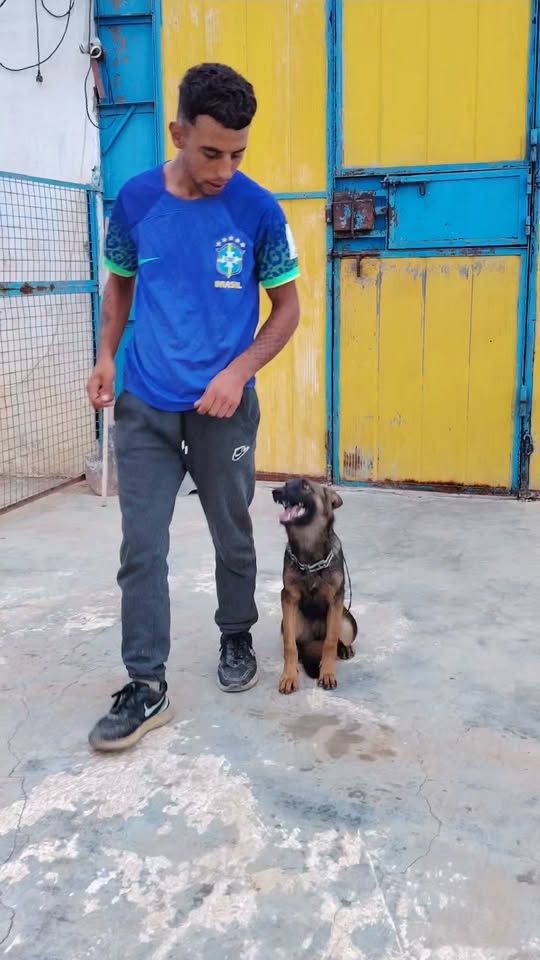 ليزا (Lisa) — Pet adoption in Tunisia Sousse