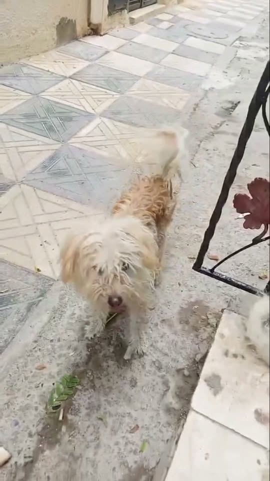 Chien à adopter