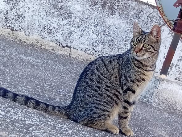 Chat à adopter — تبني الحيوانات في تونس تونس