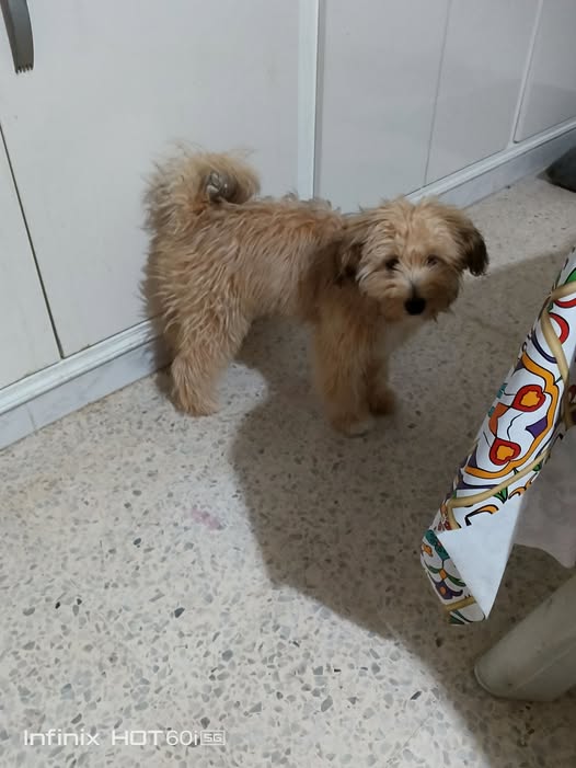Chien à adopter