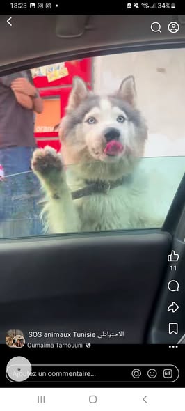 Chien à adopter