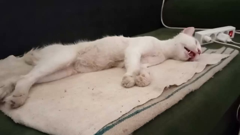 Chat à adopter
