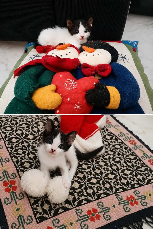 Chat à adopter