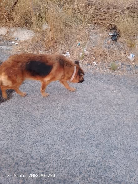 Chien à adopter