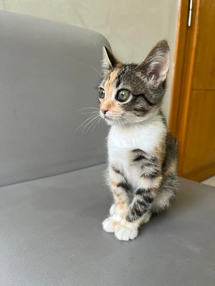 Chat à adopter