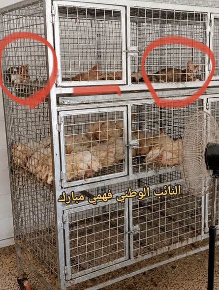Oiseau à adopter
