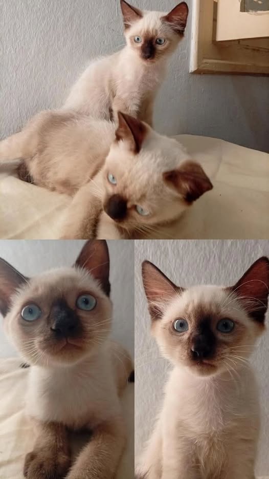 chatons