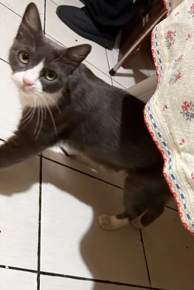 Chat à adopter