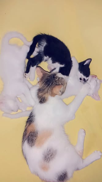 mizlt katoussa