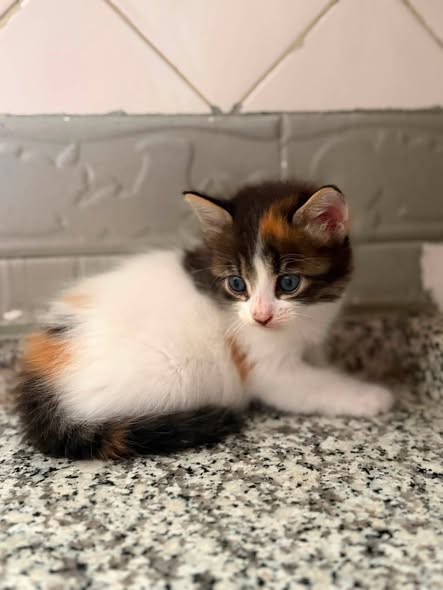 Chat à adopter