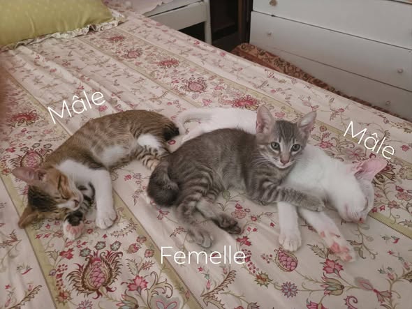 Chat à adopter — تبني الحيوانات في تونس نابل