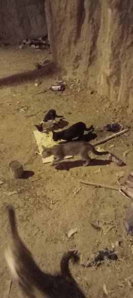 Chat à adopter