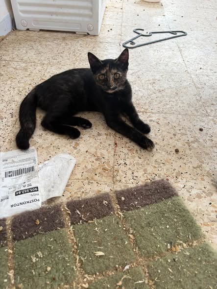 Chat à adopter — Adoption d'animaux en Tunisie Sidi Bouzid