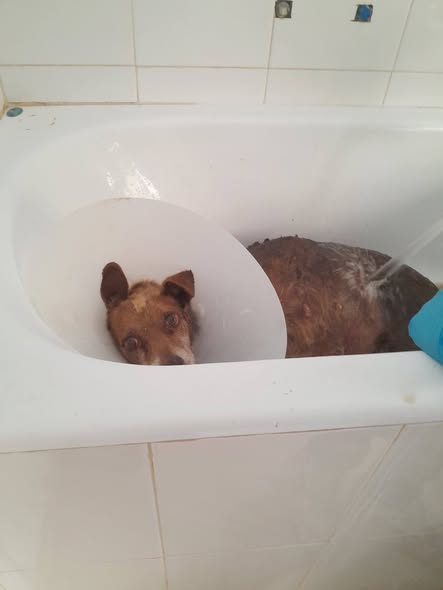 Chien à adopter