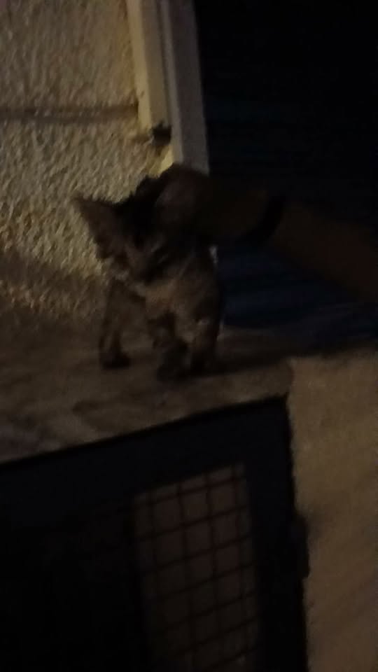Chat à adopter