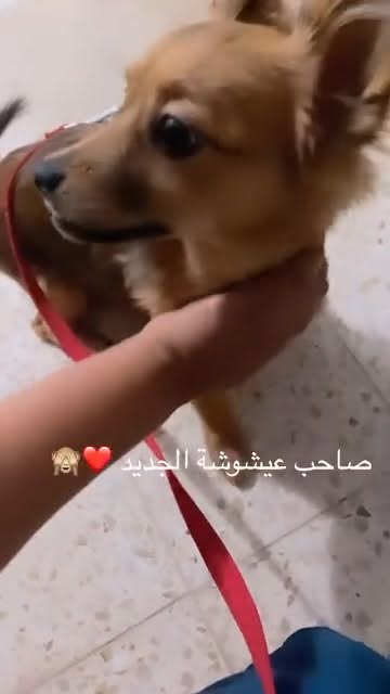 عمرو