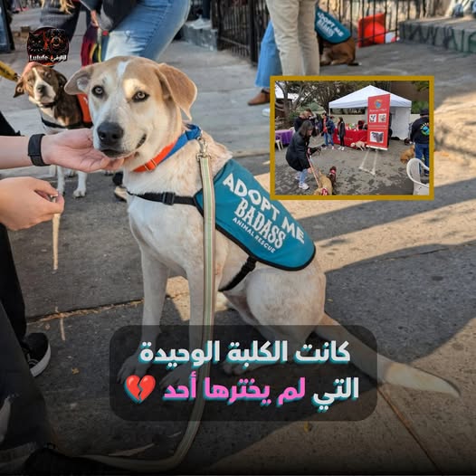 بيتسي