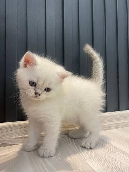 Chat à adopter