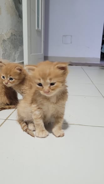 Chat à adopter