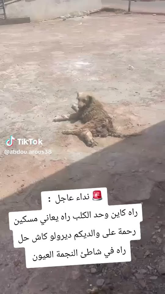 Chien à adopter