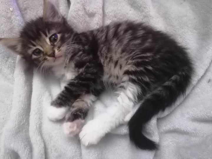 Chat à adopter