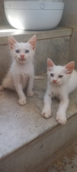 Chat à adopter