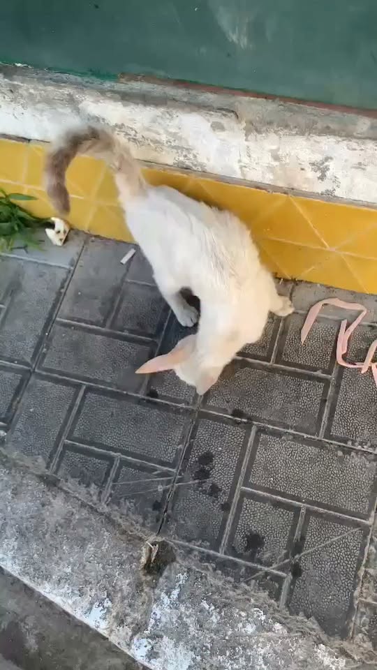 Chat à adopter — Adoption d'animaux en Tunisie Zaghouan