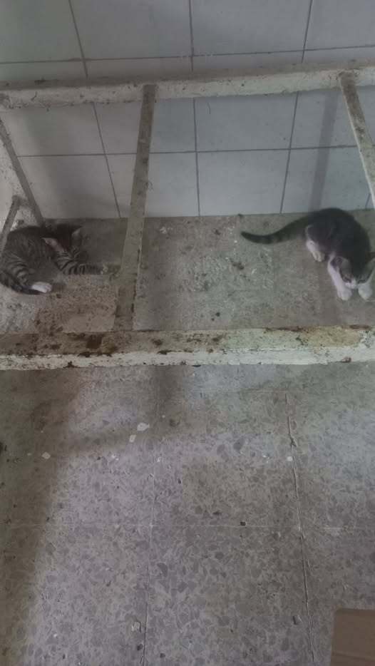 Chat à adopter
