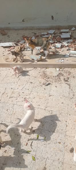 Chat à adopter