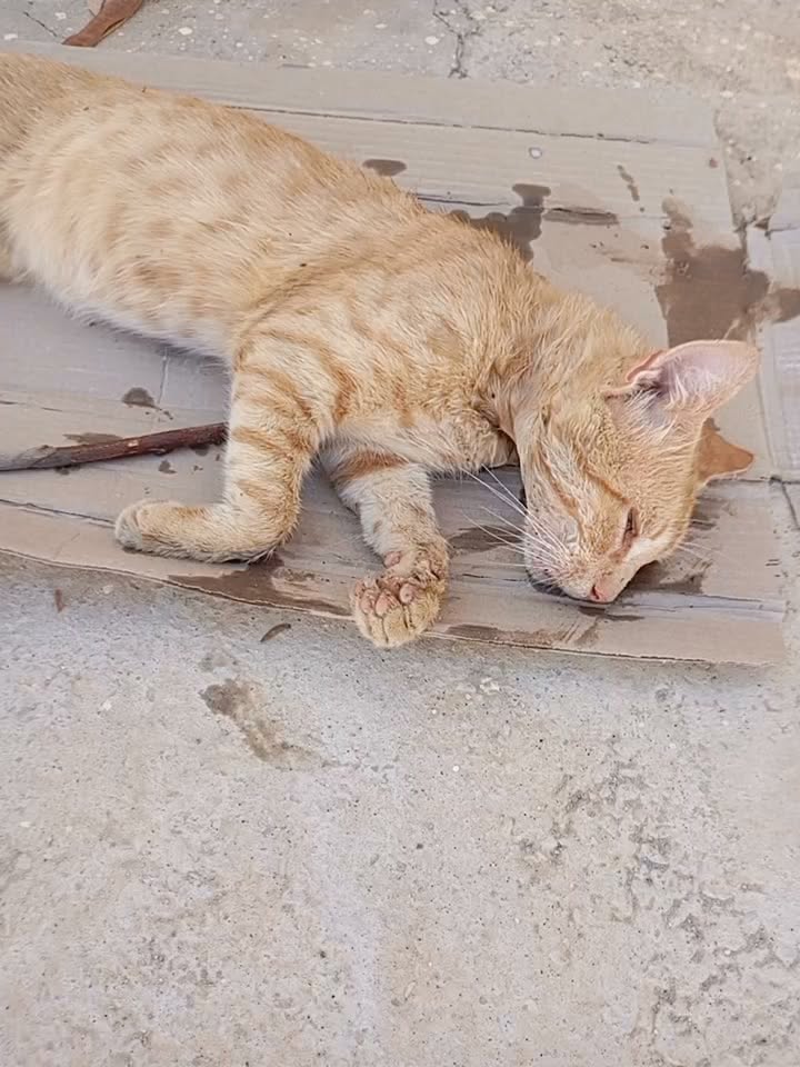 Chat à adopter