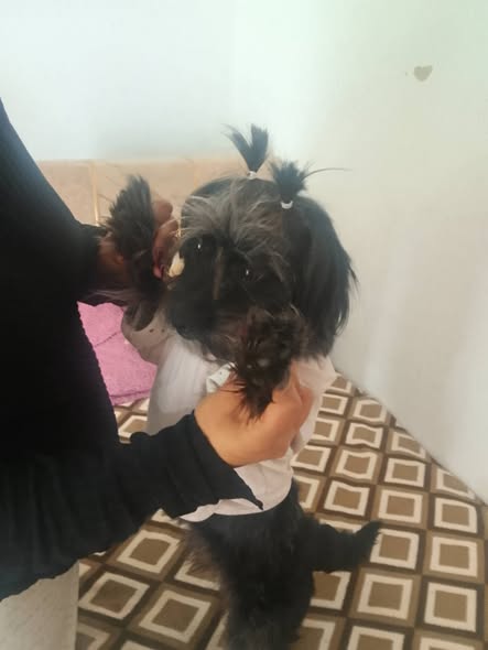 Chien à adopter
