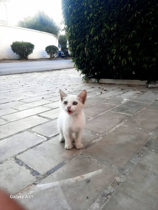 الصغرون
