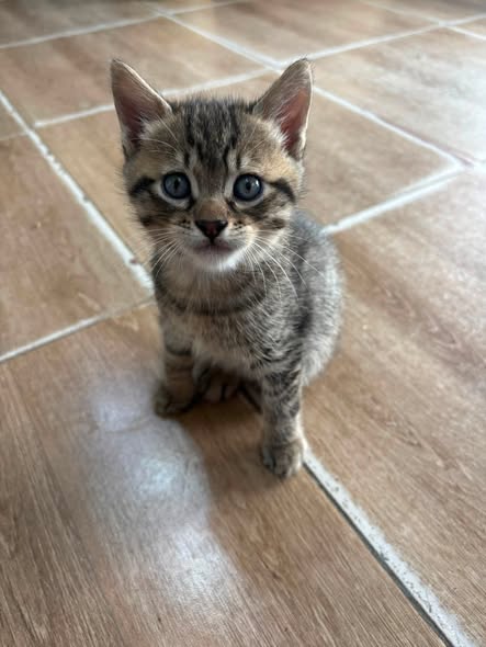 Chat à adopter