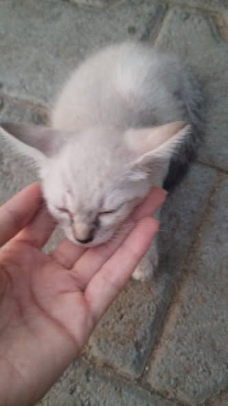 Chat à adopter