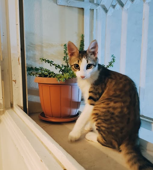 كوكو — Adoption d'animaux en Tunisie Sfax