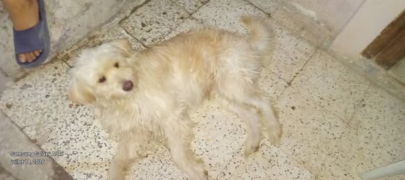 Chien à adopter