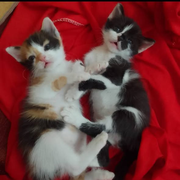 Chat à adopter