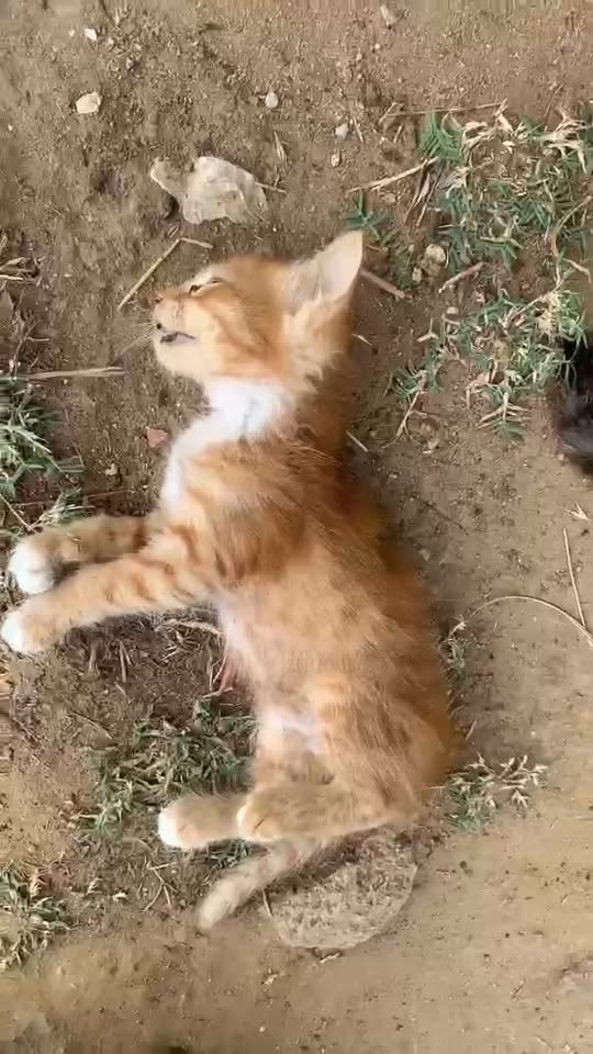 Chat à adopter