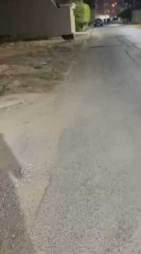 Chat à adopter
