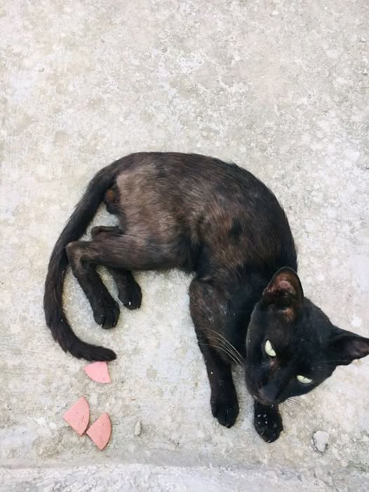 Chat à adopter