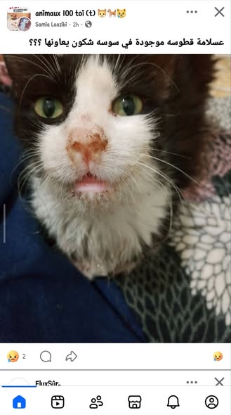 Chat à adopter