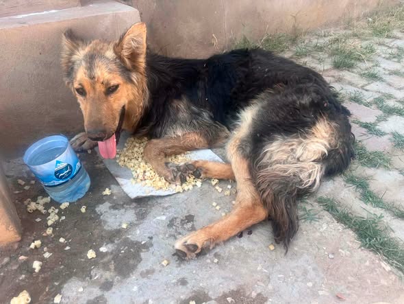 Chien à adopter