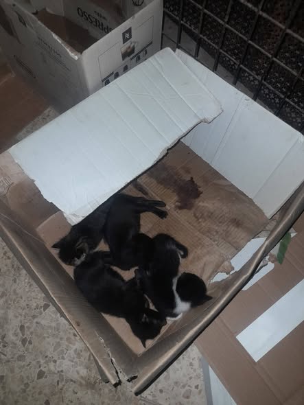 Chat à adopter